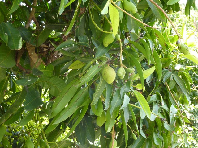 First of the new season mangoes in out street...