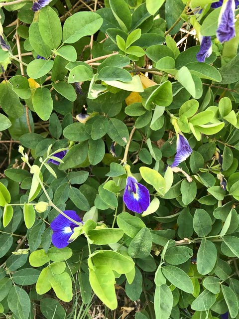 butterfly pea plant with purple butterfly pea flowers and leaves