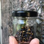toasted wattle seeds in small jar with a black lid
