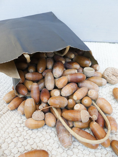 dozens of acorns spill out of paper bag onto table