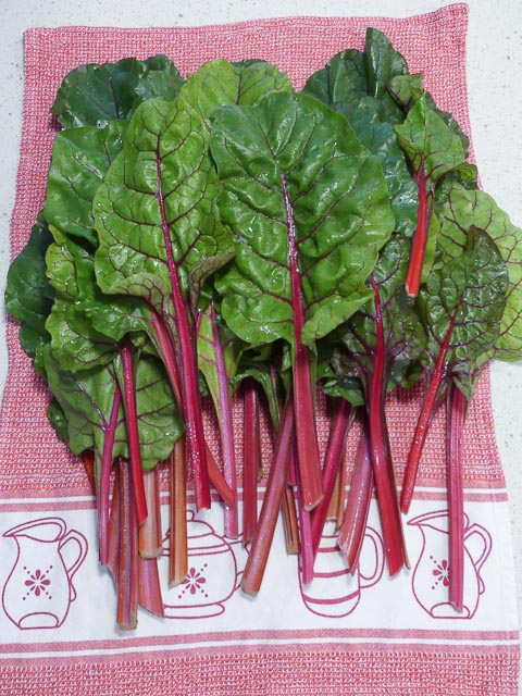 a pile of freshly cut silverbeet or swiss chard leaves with red stalks