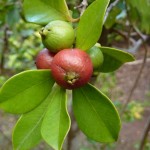 cherry guava growing wild on Norfolk Island