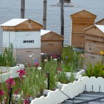bee hives on top of a roof in urban Brisbane