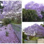 Brilliant purple jacarandas in bllom against grey Brisbane skies