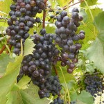 Large clusters of Chambourcin wine grapes, ripe and ready for picking