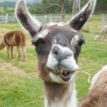 A llama chews its food as it considers the photographer
