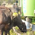 cows enjoying the spruots from the feed trough at tender sprouted meats